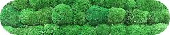 grass